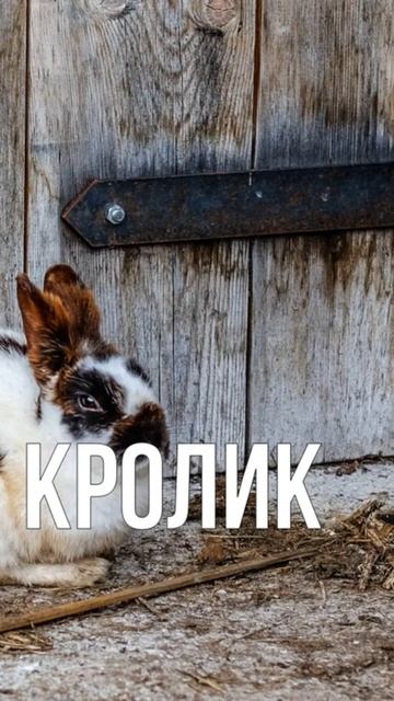 Rabbit in russian #learnrussian #russianwords смотреть онлайн