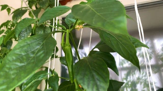 Острый перец 