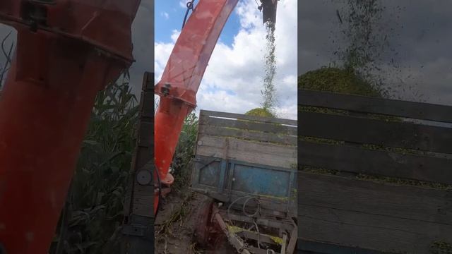 Заготівля силосу кукурудзи. смотреть онлайн