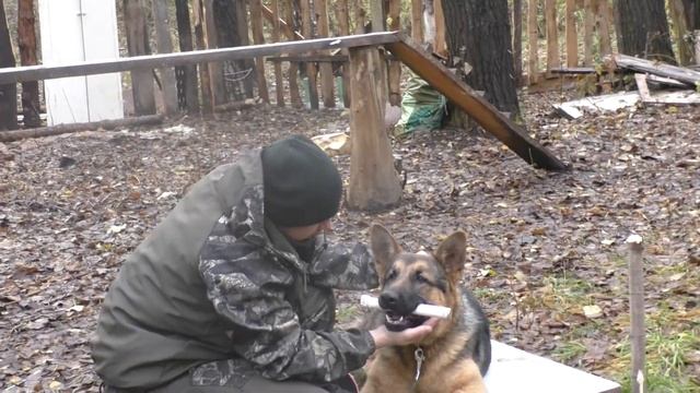 Занятия по дрессировке в ОХРАНЯЙ смотреть онлайн