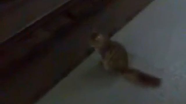 кошак в метро.3gp смотреть онлайн