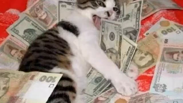 Смешные коты#3 смотреть онлайн