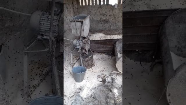 Пчелы воруют комбикорм смотреть онлайн