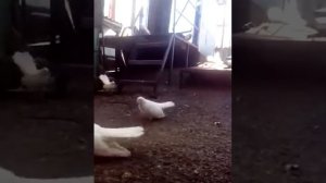 Ставропольские высоколетные голуби