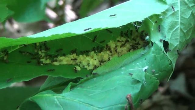 Arboreal Ant Colony смотреть онлайн