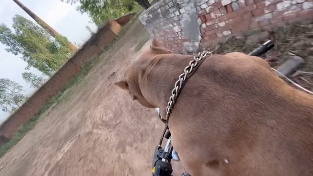 Simba Monkey K Picha Chat Sa Kud Gya😢Per Tut Gye💔 смотреть онлайн