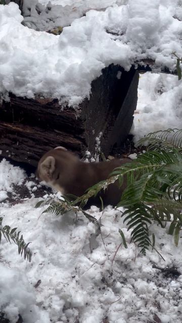 Forest the Marten Plays in Snow смотреть онлайн