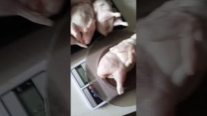 Перепела Дмитриевской породы массой 500 грамм