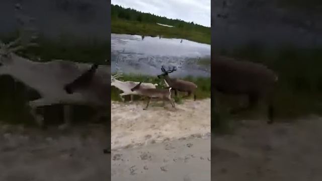 Ямал, стая оленей смотреть онлайн