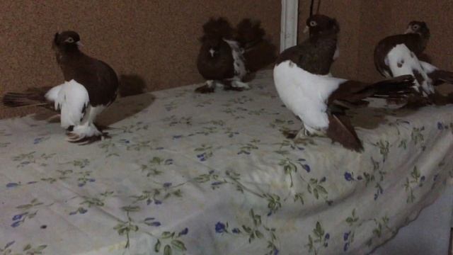 Голуби Уральские статные смотреть онлайн