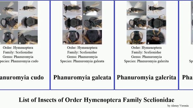 List of Insects of Order Hymenoptera Family Scelionidae phanuromyia trissolcus gryon archaeoteleia смотреть онлайн