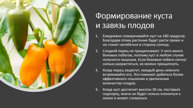 Огород на подоконнике