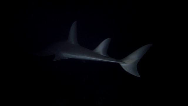 Guitarfish at Night смотреть онлайн