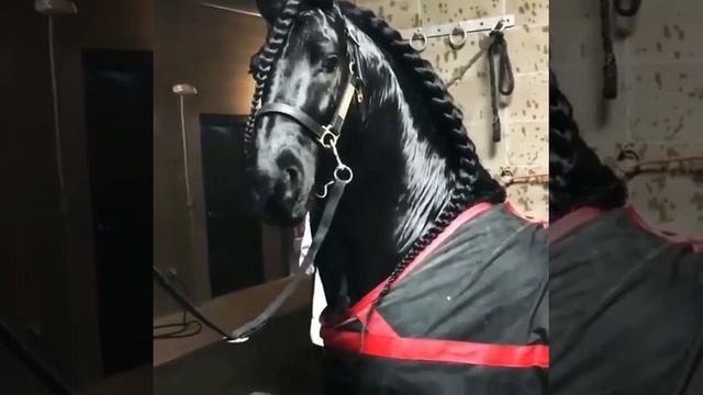 Самя красивая лошадь смотреть онлайн