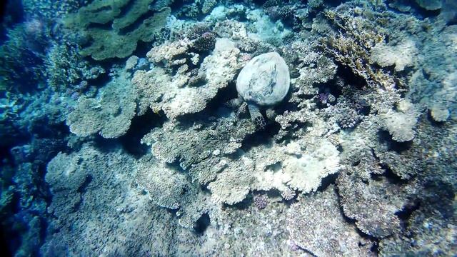 Hilton Marsa Alam 06-2015 "Черепашка" смотреть онлайн