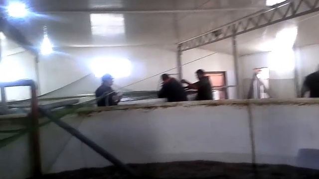 Сортировка осетра смотреть онлайн