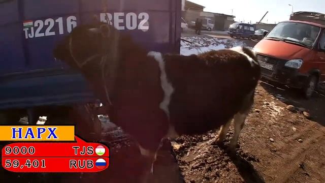 24.01.2021 | Мол бозори Хучанд | ЛАБИ КАНАЛ Модагов, Гови ширдори оча-бача, Букачахои нигахбори смотреть онлайн