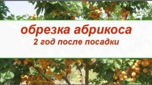 Обрезка абрикоса. 2 год после посадки. Формировка в виде чаши.
