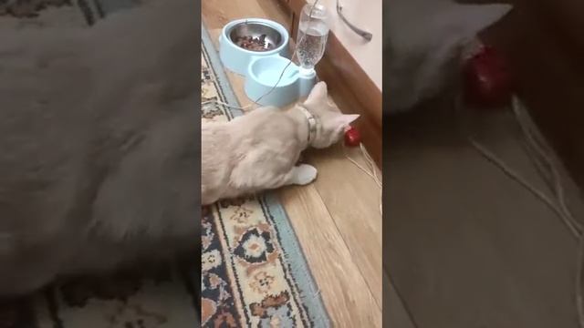 Страшная игрушка. Божья коровка смотреть онлайн