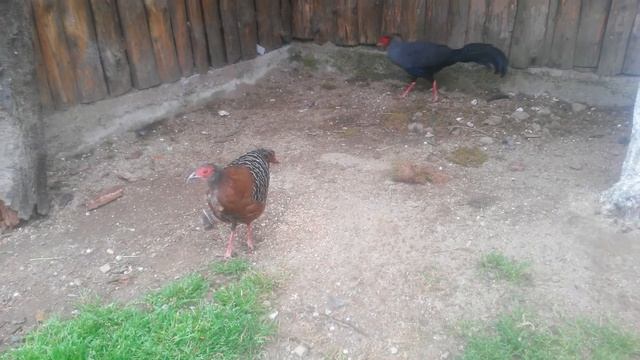 Сиамски огнен фазан/siamese Pheasant смотреть онлайн