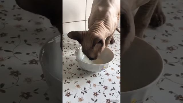 Как сладко пьёт молоко 🥰🐈 #милыйкот #молочко #милыепитомцы #моймир #радость #сфинкс #молоко #кот смотреть онлайн