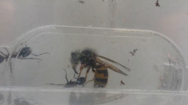Camponotus attacking a wasp смотреть онлайн