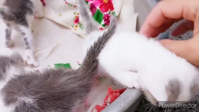 ХЕРСОН УКРАЇНА/КІШКА І КИЦИНЯТА/КОШКА С КОТЯТАМИ/МАЛЕНЬКИЕ КОТики МАМА КОШКА/FUNNY BABY CATS смотреть онлайн