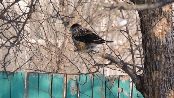 Кедровка Голос