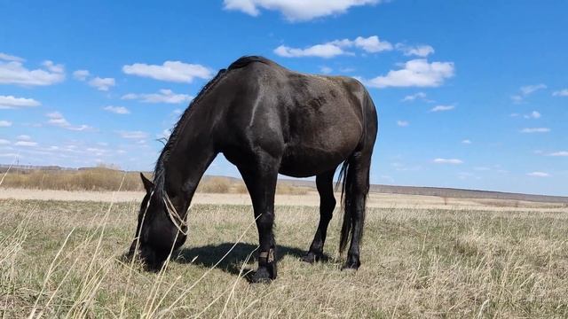 Лошадь смотреть онлайн