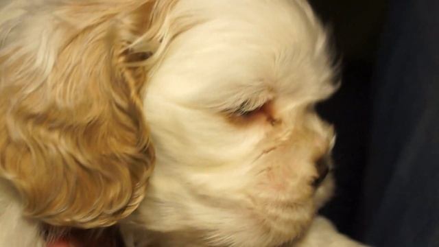 36 суток. Беготня смотреть онлайн