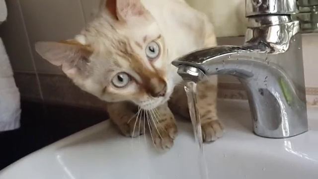 Кот пьет как человек смотреть онлайн