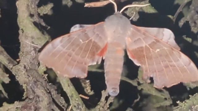 Beautiful Unusually Large Moth - UK Countryside - 10th July 2022 смотреть онлайн