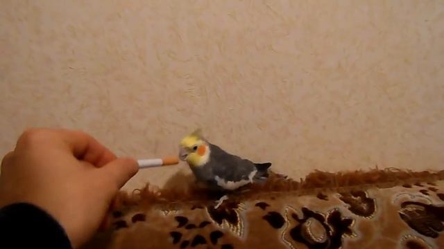 Попугаи не курят ))) смотреть онлайн