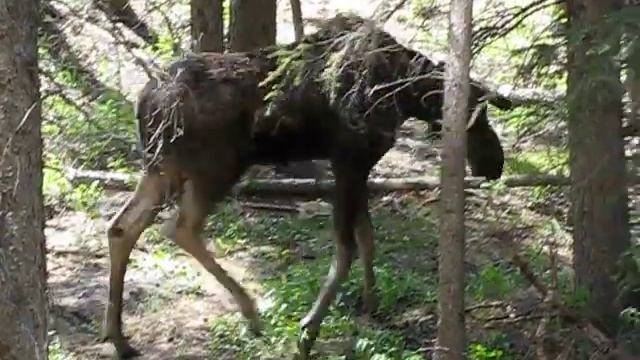 Лось пришел к нашему балкону смотреть онлайн