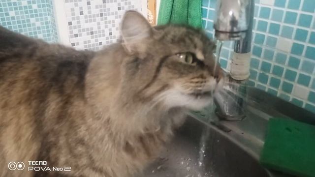 Котик Летов пьёт водичку смотреть онлайн