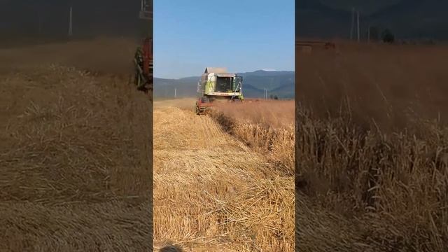 Combină Claas mega dominator 204 смотреть онлайн