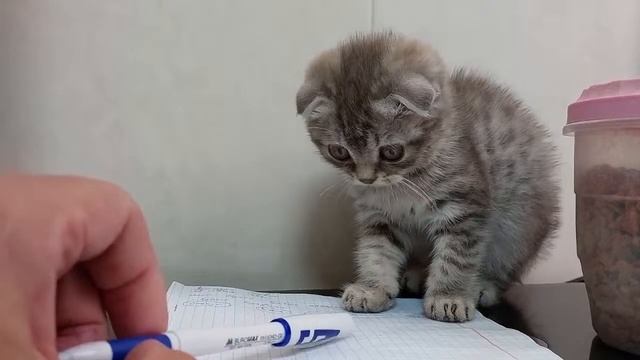 🐱КОТИКИ НА НОЧЬ ГЛЯДЯ! LOOKING FOR CATS FOR THE NIGHT! смотреть онлайн