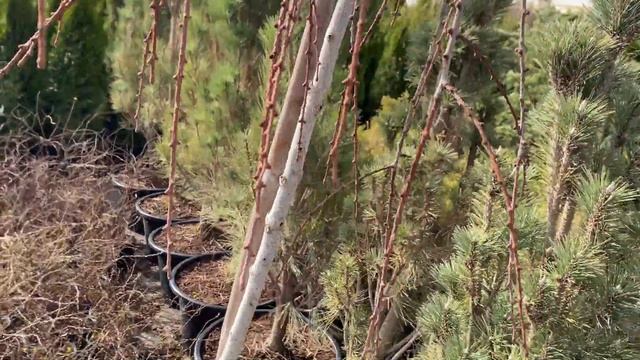 Обзор питомника 