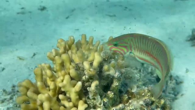 Марса Алам. Marsa Alam