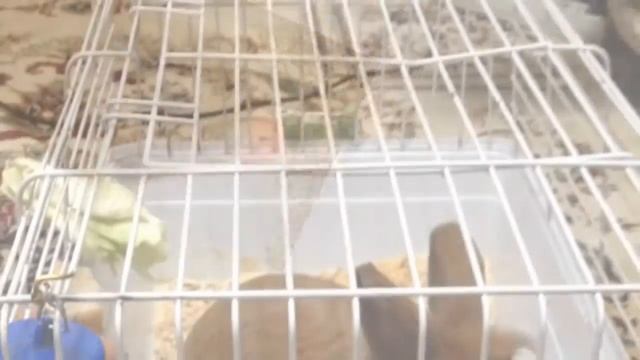 Мой кроль- король!🐰🐇 смотреть онлайн