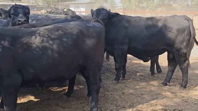 ANGUS FERMA 400/550 KG Tarozga% DASTAVKA tekin 10 taga. ☎️977403113 ☎️886575757 смотреть онлайн
