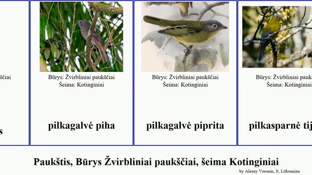 Paukštis, Būrys Žvirbliniai paukščiai, šeima Kotinginiai kotinga pipreola piha vaislesys bird смотреть онлайн