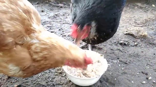 Едят кошачью кашу с печенкой. смотреть онлайн