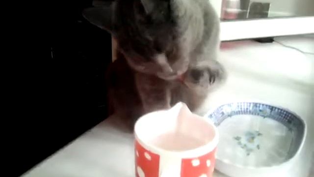 Как правильно пить воду кошкам смотреть онлайн