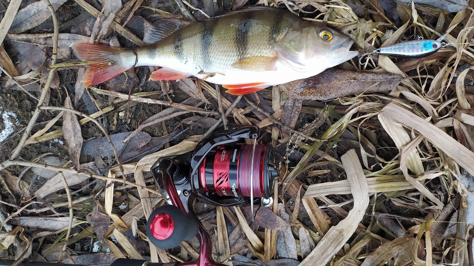 Десна у мостов, 3 февраля 2025 года