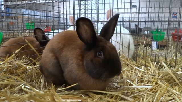 Сатиновые кролики Германия