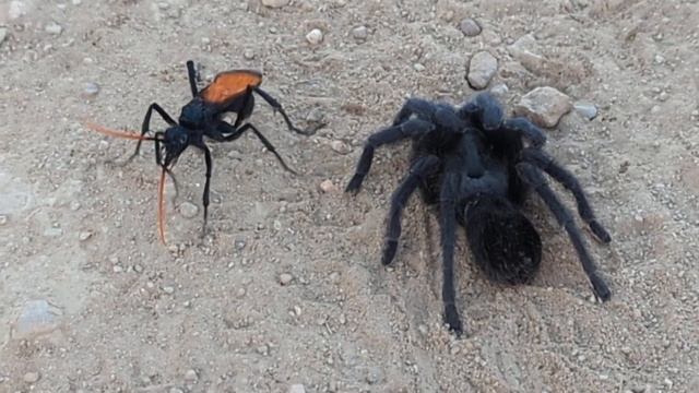 pepsis mildei intimidation смотреть онлайн