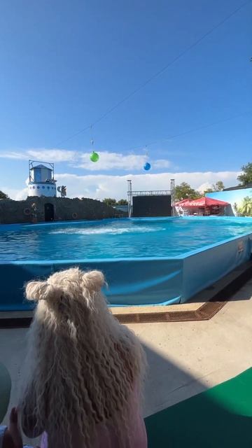 Дельфинарий. Ейск смотреть онлайн