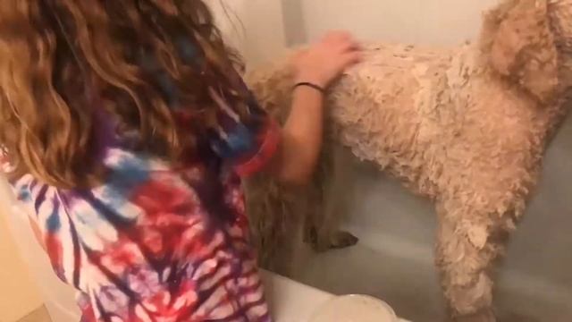 How To Bathe & Dry Your Dog At Home смотреть онлайн