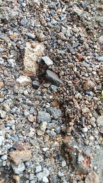 semut merah lagi sibuk cari makan,mumpung cuaca cerah,, смотреть онлайн